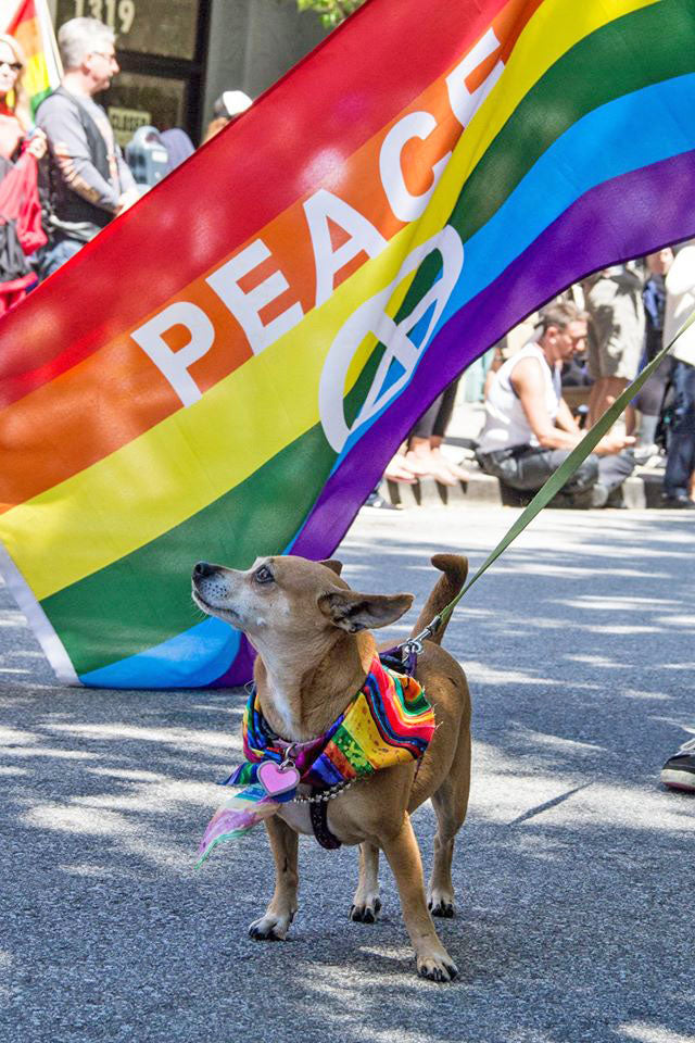 Rainbow Peace Sign Flag 3x5ft on Pole at Parade Behind Small Dog